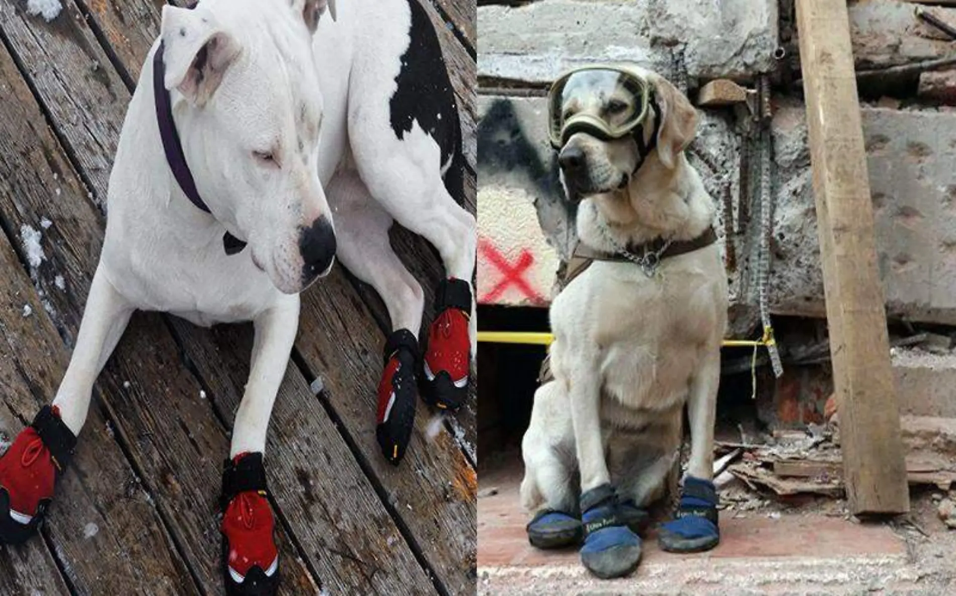 perro zapatos